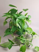 Epipremnum aureum / Efeutute Steckling