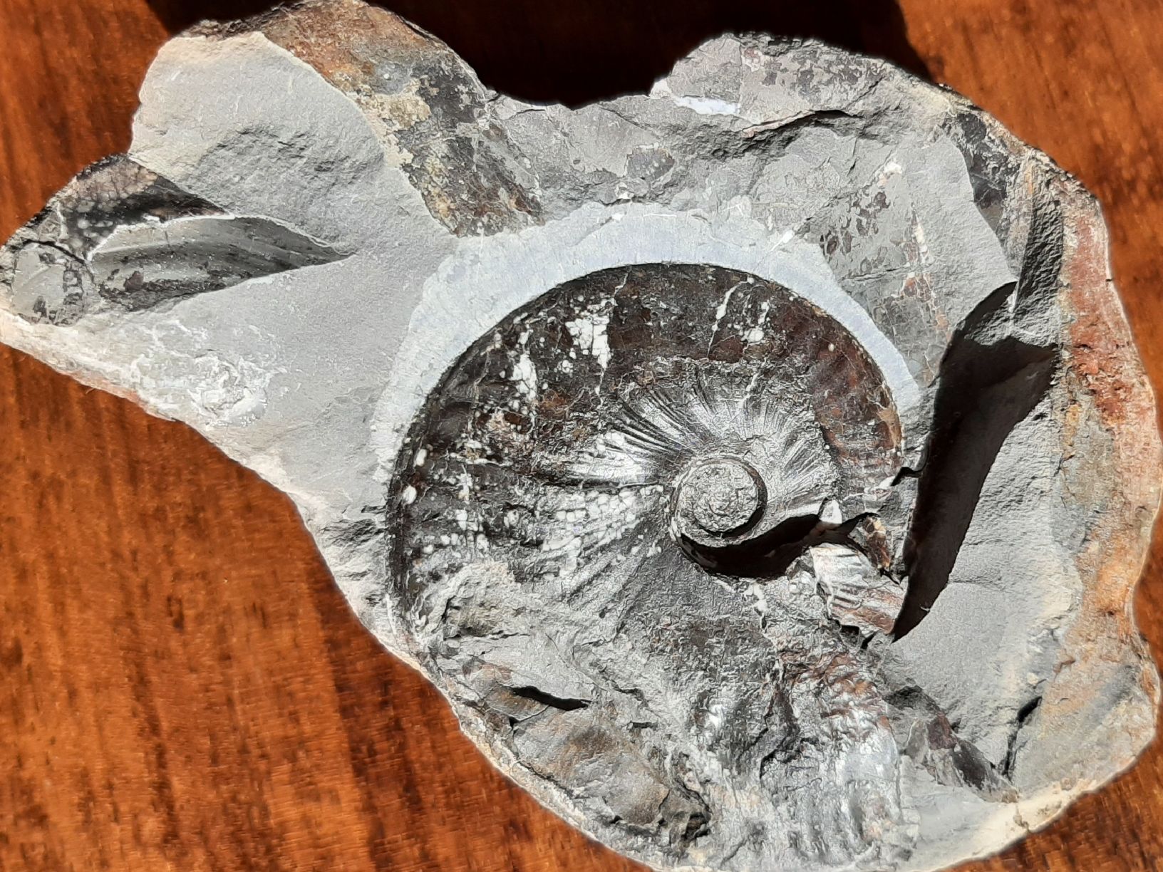 Fossili: Ammonit aus England – Usato da Rickenbach BL venduto da Oktober68 4