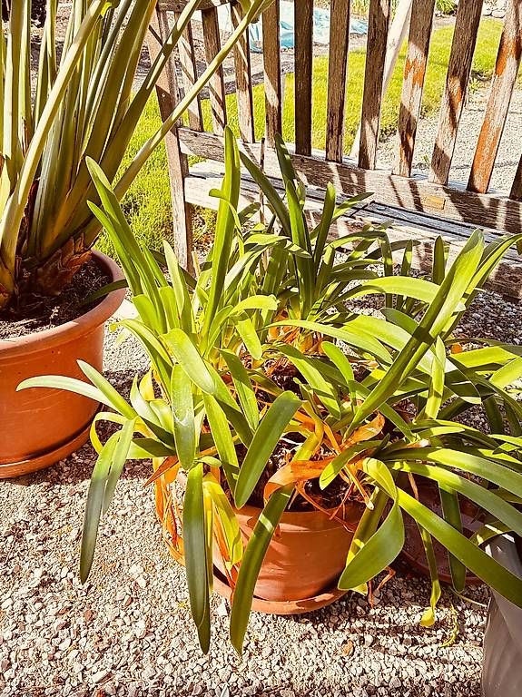 Piante & sementi: Prachtvoller Agapanthus – Usato da Wattenwil venduto da topcash4you 1