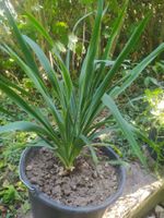 Prächtige Yucca-Palme im Topf - Perfekt für den Garten