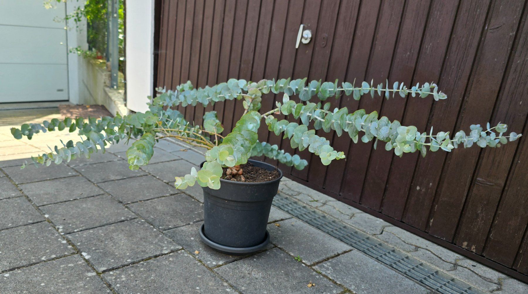Pflanzen & Samen: Besonderer Eukalyptus – Neu (gemäss Beschreibung) aus Aarburg von popkorn65 1