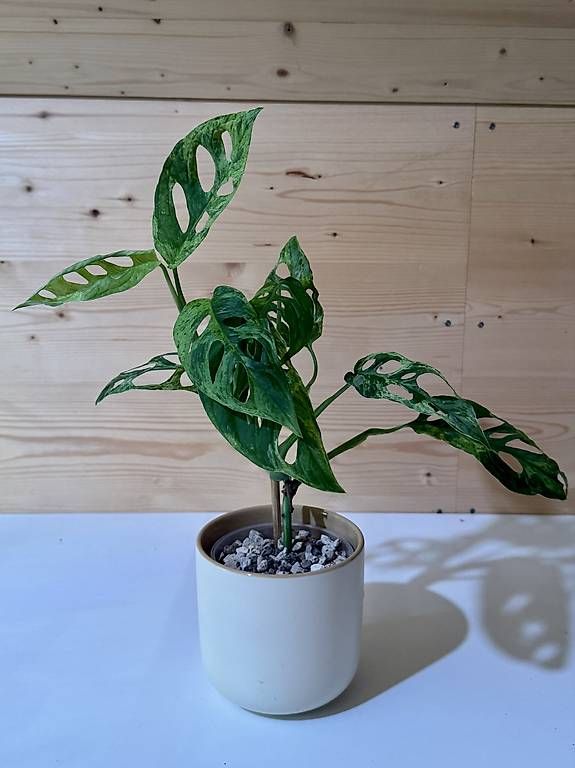 Plantes & graines: Monstera Adansonii Indonesian Marble – D'occasion à Sevelen par AS.Plants 1