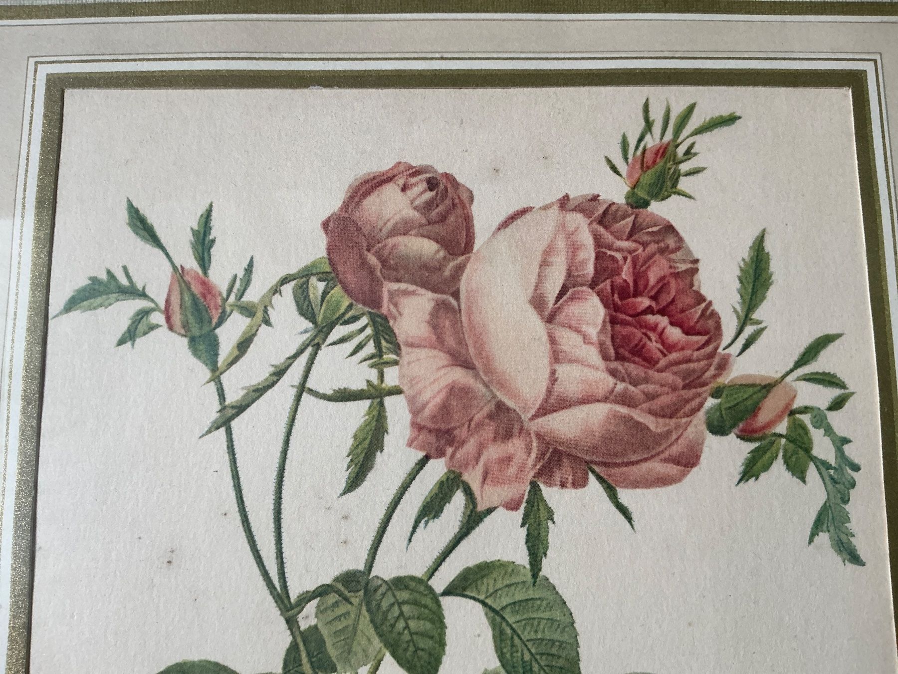 Foto & Immagini: Bild Rosen P.J. Redouté – Usato da Maur venduto da 20hcodracir11 4