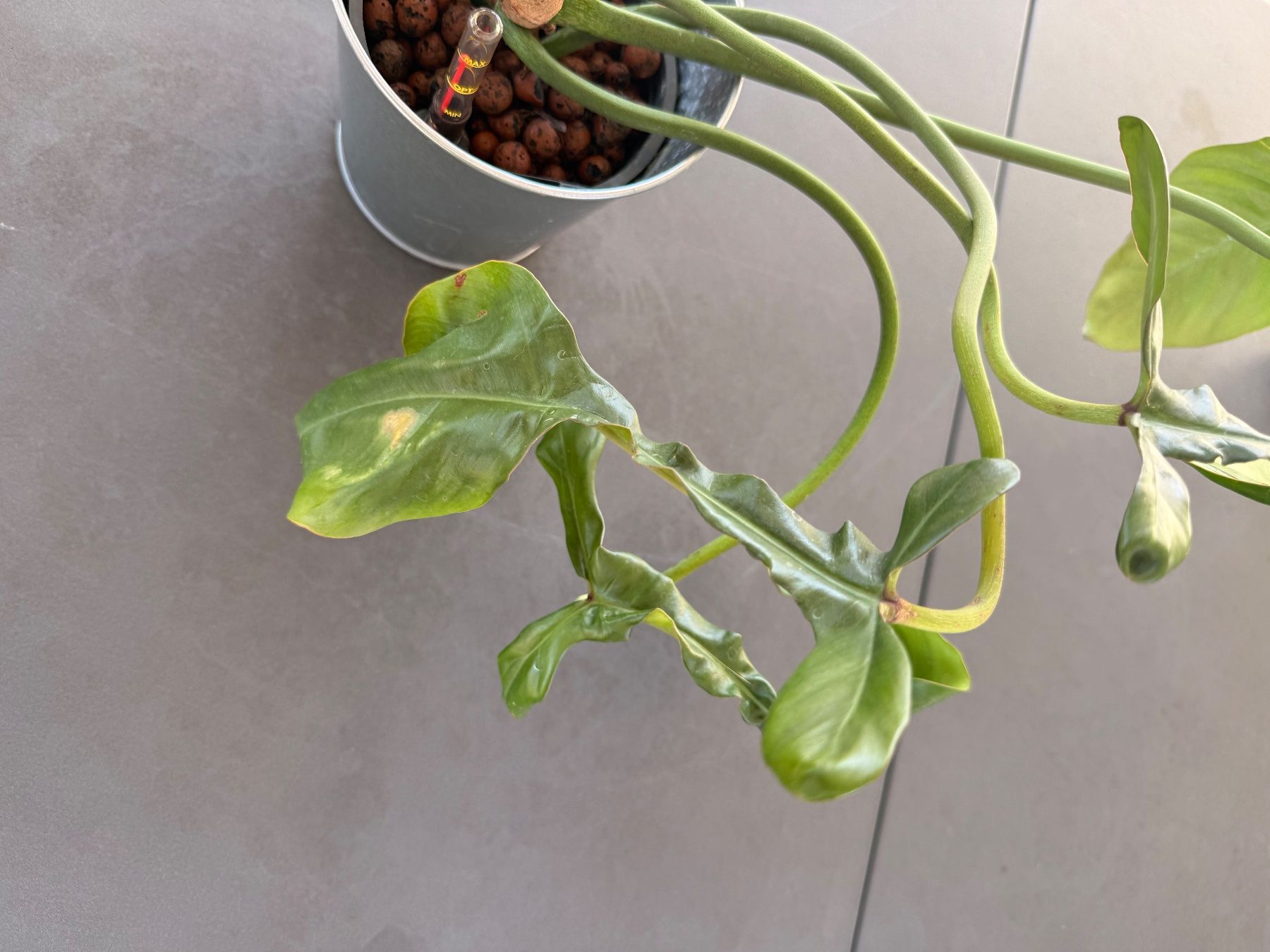 Pflanzen & Samen: Philodendron Joepii – Gebraucht aus Rafz von jca_98p5 1
