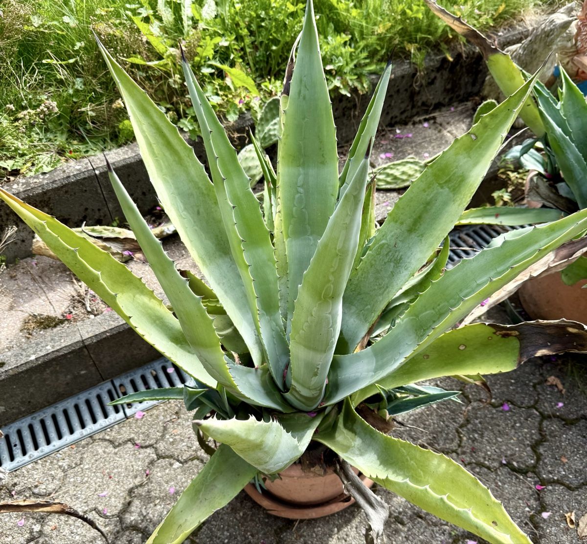 Pflanzen & Samen: Kaktus im Topf,  – Gebraucht aus Ostermundigen von blue610 3