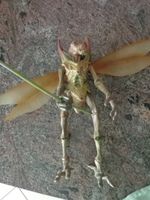 Star Wars Hasbro  Geonosianer