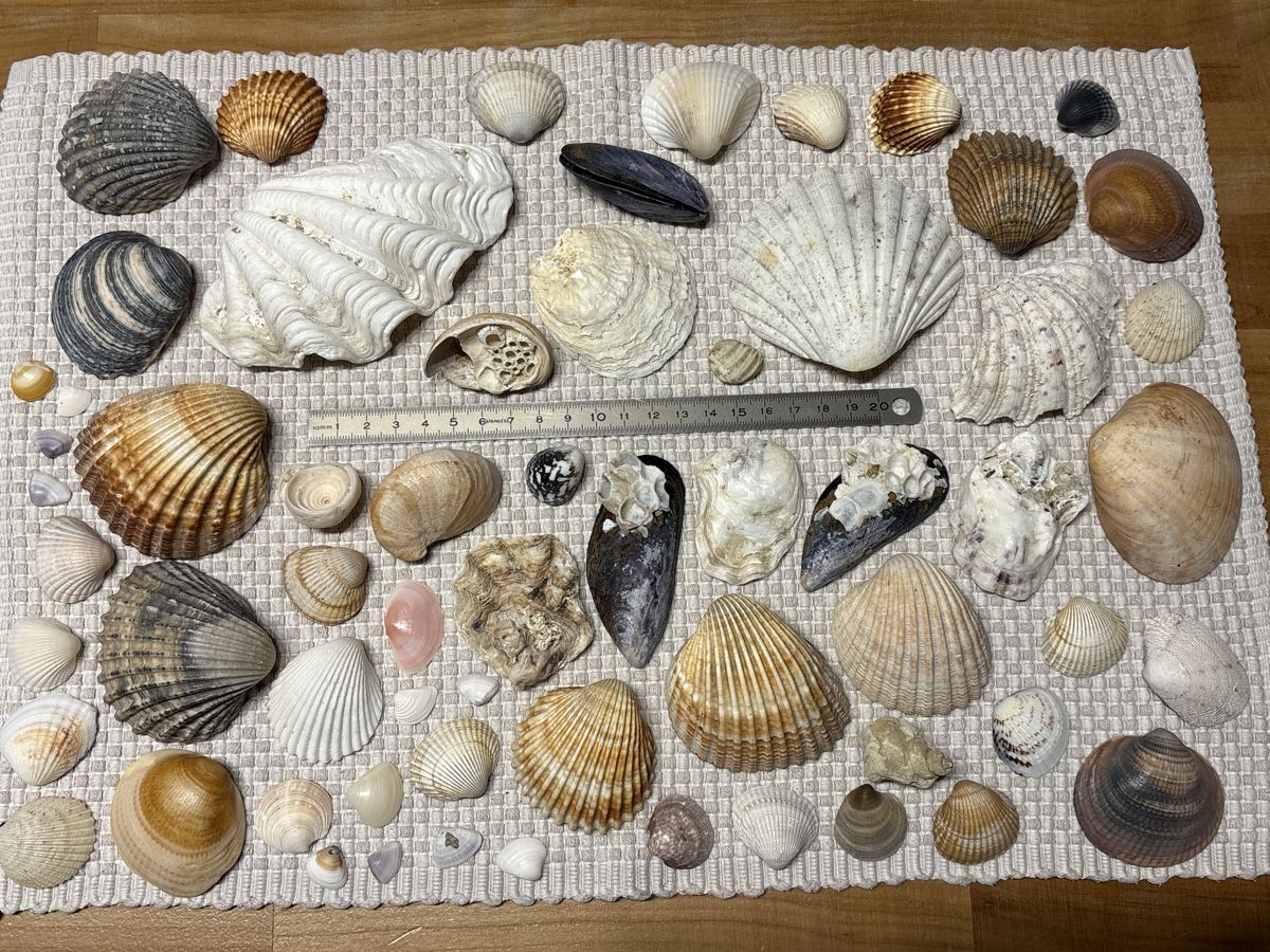 Tutte le decorazioni: Muschel Sammlung – Usato da Rümlang venduto da resale35