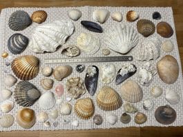 Muschel Sammlung