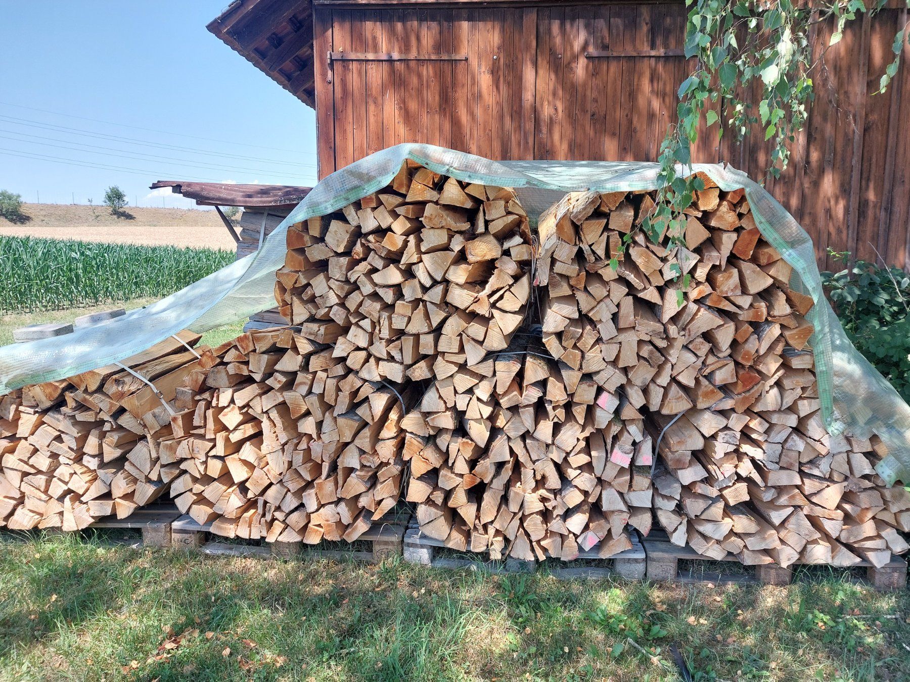 Articoli in legno: Brennholz Buche – Nuovo (secondo la descrizione) da Dachsen venduto da isdera