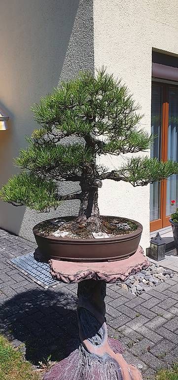 Piante & sementi: Solitär-Bonsai Schwarzkiefer – Usato da Niederwil venduto da Scwa5 4