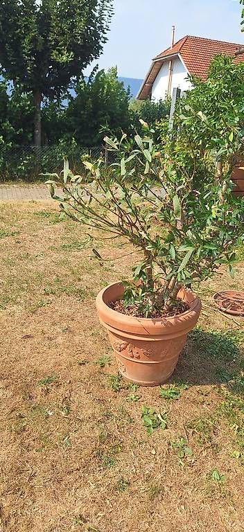 Piante & sementi: Oleander – Usato da Madiswil venduto da Oleander2