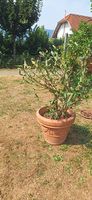 Oleander