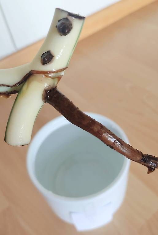Piante & sementi: Monstera Deliciosa Albo Variegata 2. – Nuovo (secondo la descrizione) da Ebnat-Kappel venduto da Zearara 2