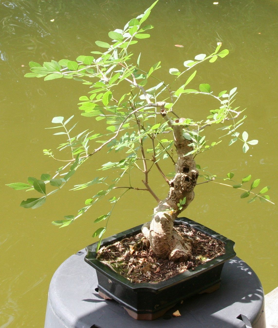 Pflanzen & Samen: BONSAI  -  Esche – Gebraucht aus Gretzenbach von Sikim 1