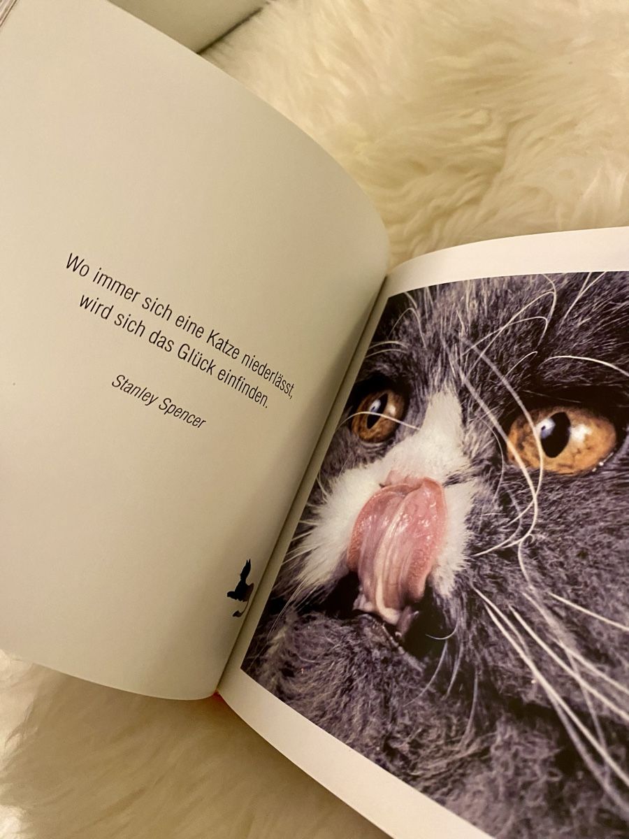 Libri: Bilder Buch Katzenrassen – Nuovo (secondo la descrizione) da Lyss venduto da Sibella56 1