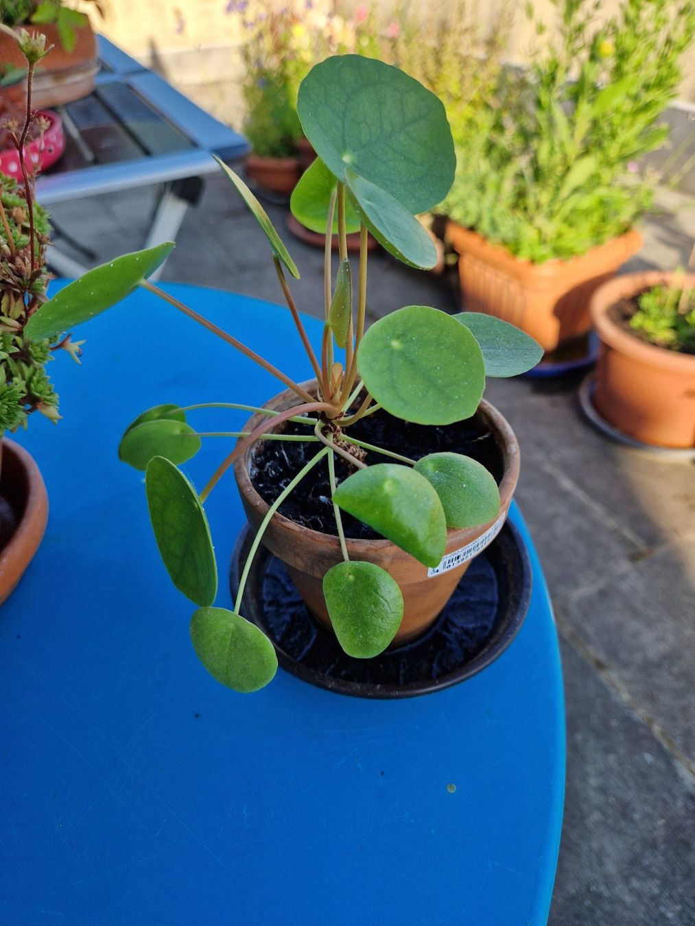Piante & sementi: Zimmerpflanze: Pilea – Usato da Münchenbuchsee venduto da Aare22