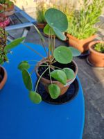 Zimmerpflanze: Pilea