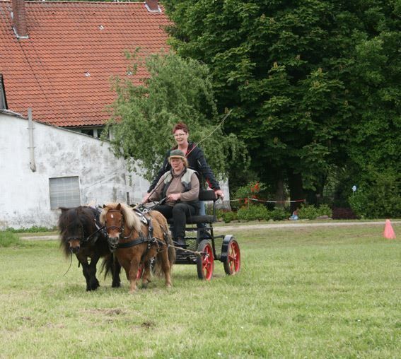 Carrozze: Kutsche für Minishettys, Shetty – Nuovo e nell'imballaggio originale da Hinterforst venduto da Elfrasty 3