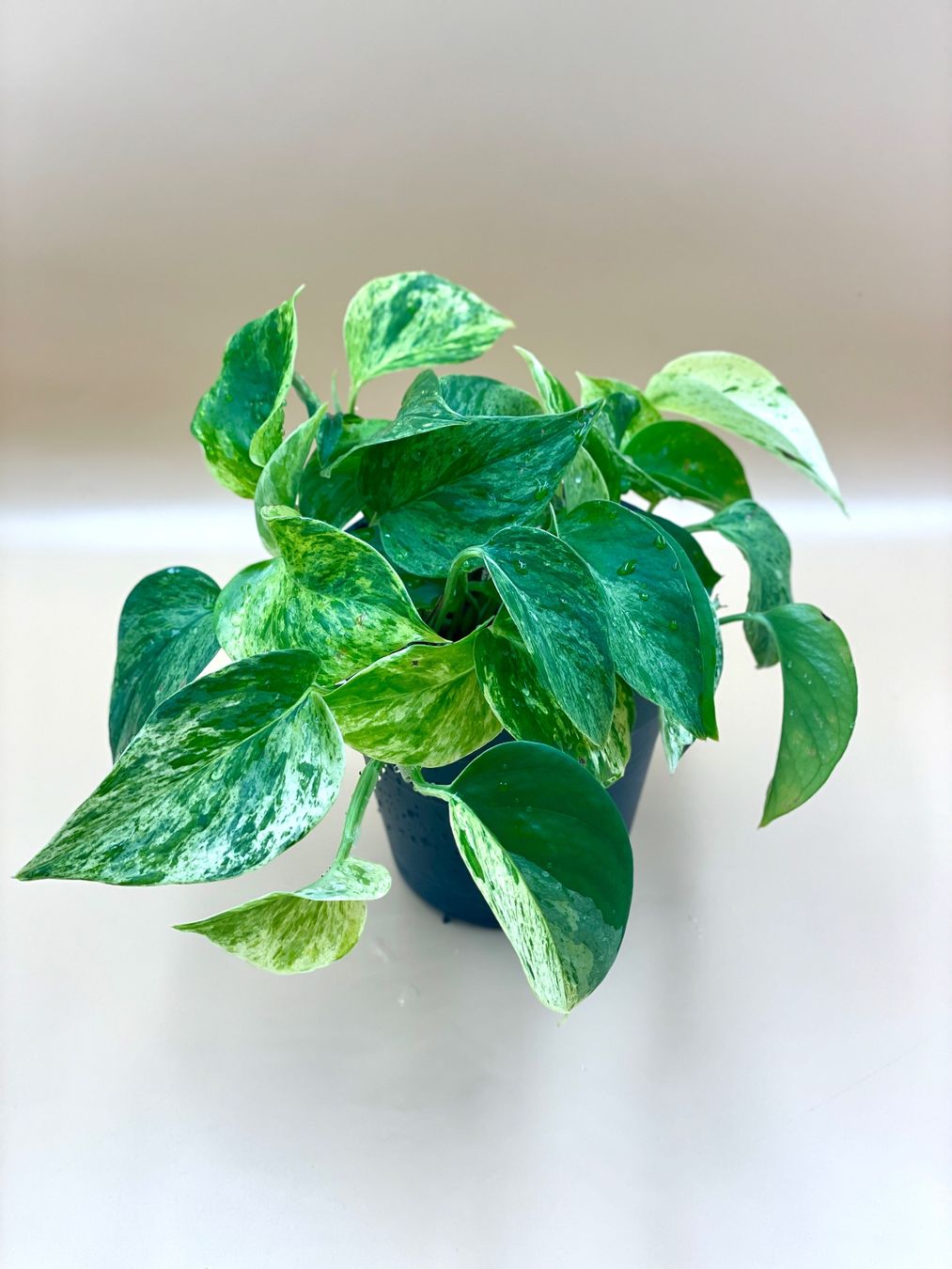 Pflanzen & Samen: Epipremnum Marble Queen – Neu (gemäss Beschreibung) aus Zürich von Leafscape