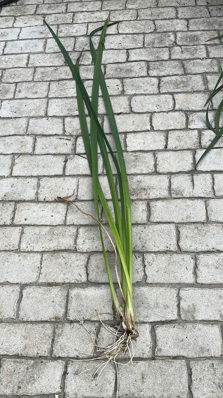 Piante & sementi: Iris d’eau bassin – Usato da Lajoux JU venduto da Briard0 1