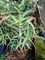 XL MULTI ALOE ARBORESCENS 3 Jahre alt. H 70cm. Wunderpflanze