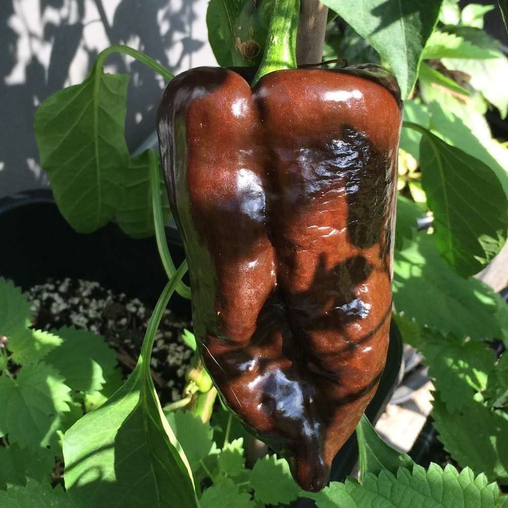 Piante & sementi: 50 Samen ANCHO GRANDE Poblano Chili – Nuovo (secondo la descrizione) da Ehrendingen venduto da VerveinaSamen 4