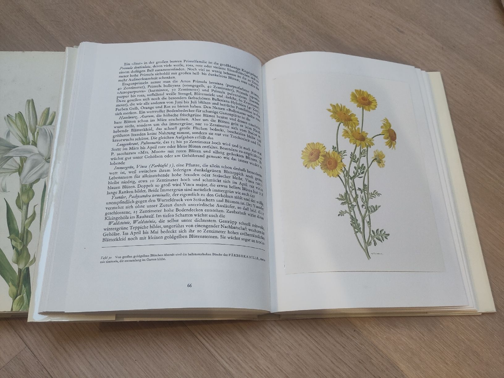Livres: Zwei antike Bücher "Wunderwelt der Garten, schön illustriert – D'occasion à Zürich par her_yqt7 6