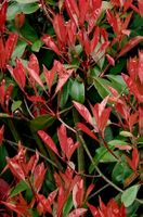 10 Photinia Red Robin gesunde Heckenpflanzen 20–30 cm (49 ca