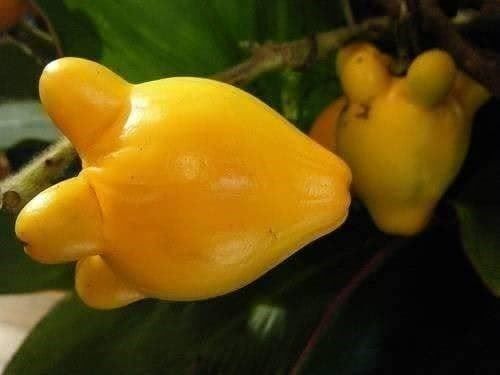 Pflanzen & Samen: FRUIT TETON ! RARE FRUIT FORME POITRINE – Neu (gemäss Beschreibung) aus Bremblens von FIBONACCI369 1