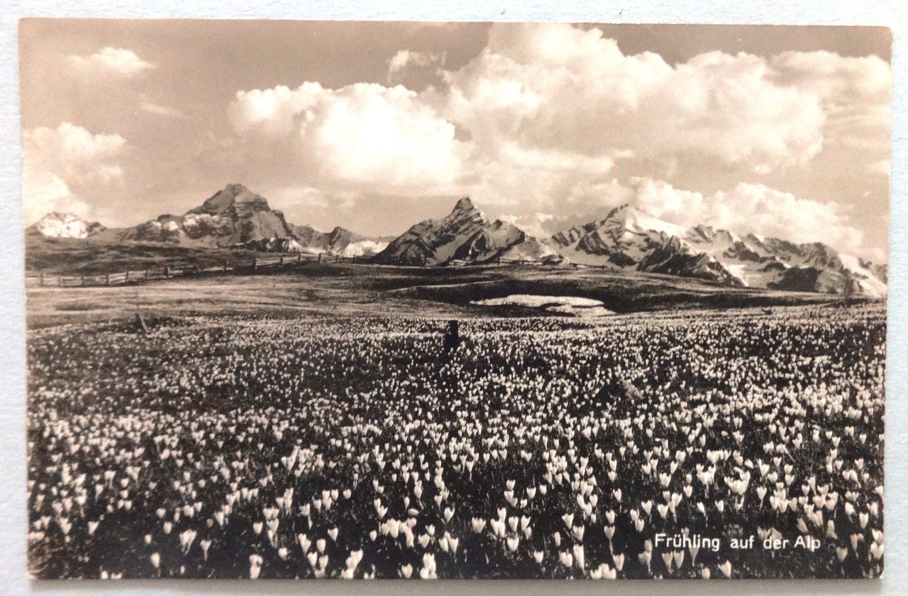 Ansichtskarten: Frühling auf der Alp – Gebraucht aus Fétigny von Billy2miny