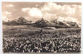Frühling auf der Alp