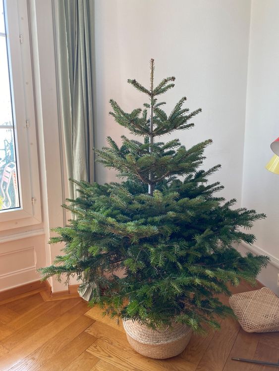 Sapin de Noel en Pot Kaufen auf Ricardo