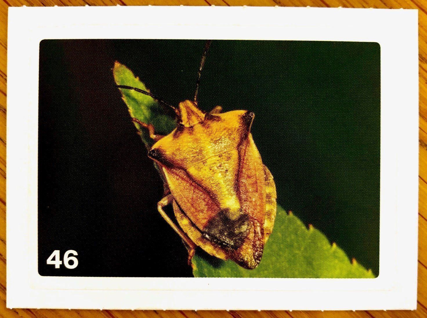 Migros Carte collezionabili: Migros Nature Detectives - Bild Nr. 46 – Nuovo (secondo la descrizione) da Oberrieden venduto da Zimmerberg10