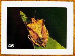 Migros Nature Detectives - Bild Nr. 46