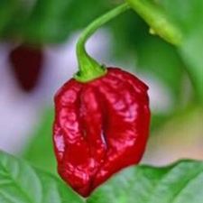 Profile image of ChillyPepper