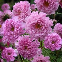 50 Samen Schmuckkörbchen DOUBLE DUTCH ROSE