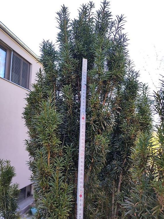 goldfruchtpalme pflege XXL Goldfruchtpalme 130-140cm – Green Me Up main image 0