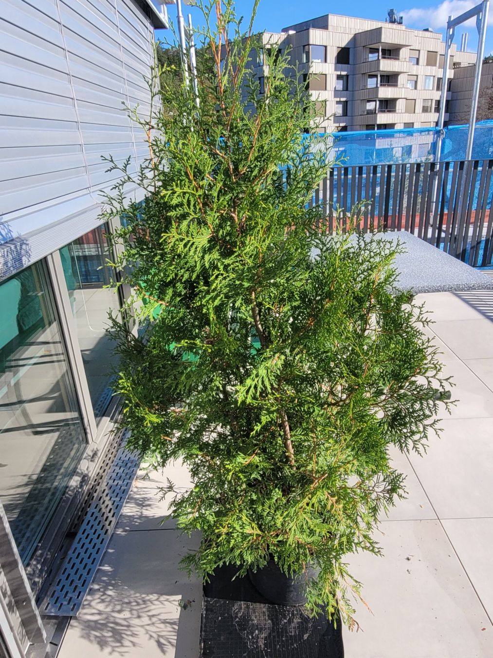 Plantes & graines: Thuja Trabant ca 1meter 30 – D'occasion à Zürich par Engel620 1