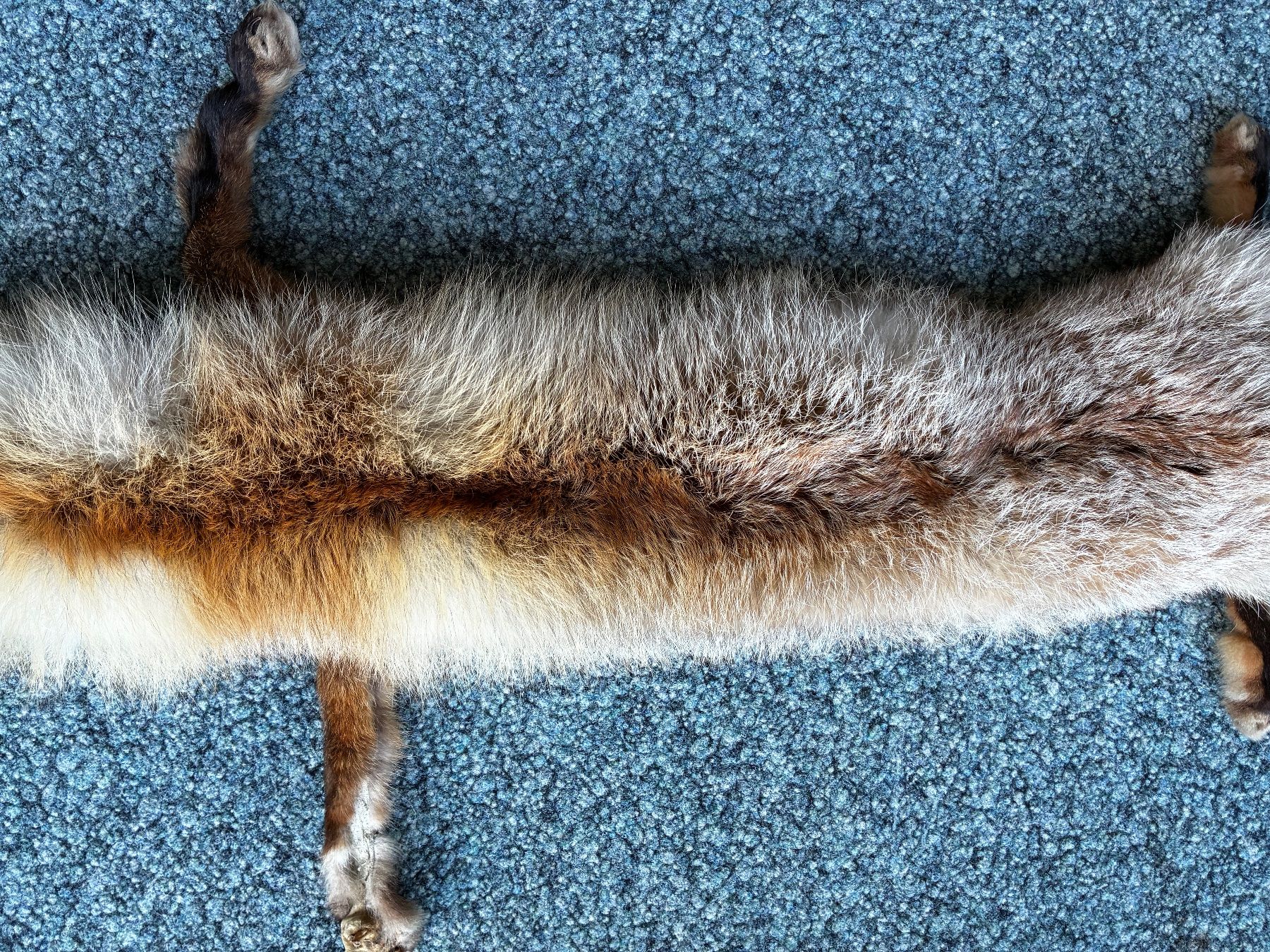 Monde des animaux: Rotfuchs Fell..125cm..ganzes Tier.. – D'occasion à Weiach par godsavethequeen 2