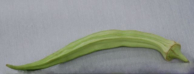 Piante & sementi: Perkins Mammoth Long Pod Okra Gombo  10g – Nuovo (secondo la descrizione) da Bremblens venduto da FIBONACCI369