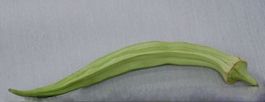 Perkins Mammoth Long Pod Okra Gombo  10g