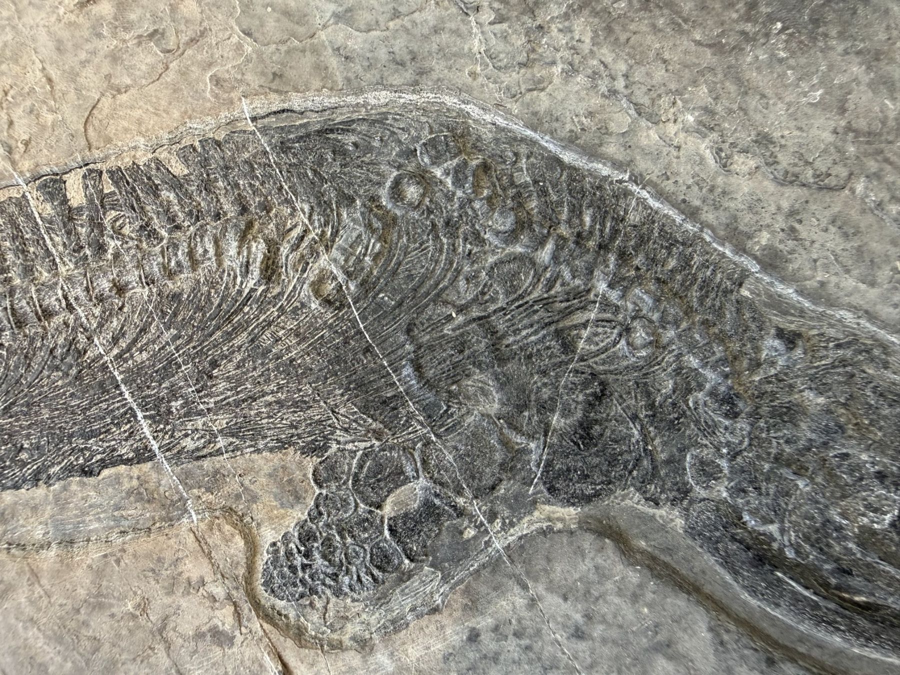 Fossili: Mega Rarität Mixosaurus – Usato da schüpfen venduto da rica122 2