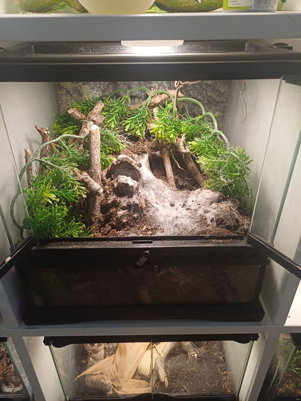 Exo terra Terrario: Exo Terra Terrarium – Usato da Thalwil venduto da Skorp96 1