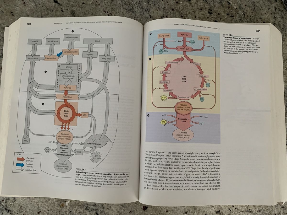 Livres: Biochemistry Textbook 3rd Edition By Mathews, Van Holde – D'occasion à Genève par sunsustains 6