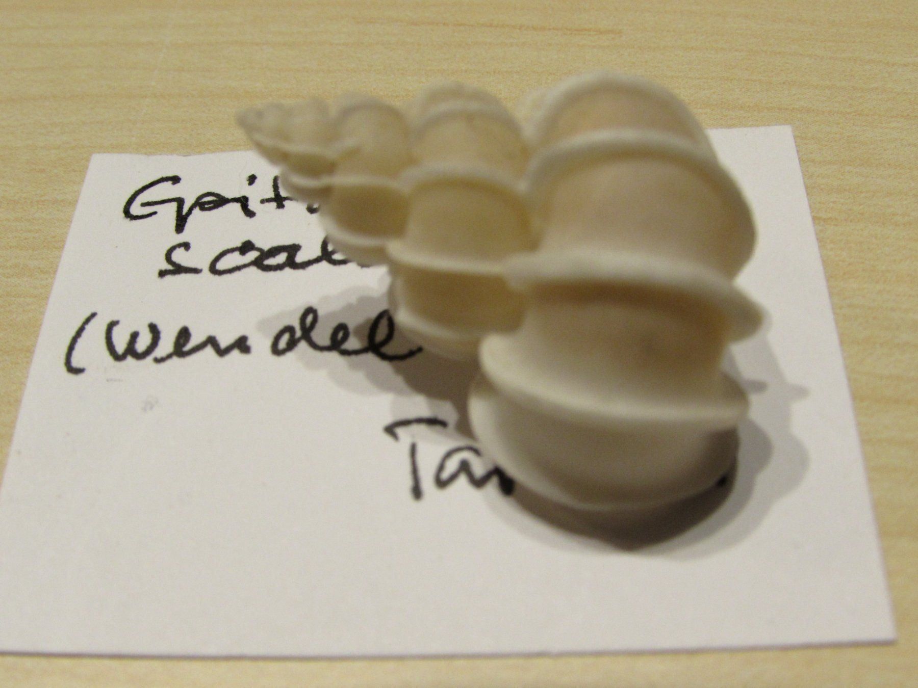 Fossili: Meerestiere, alte Muschel Sammlung, 13 stck – Usato da Walchwil venduto da Shells1 8