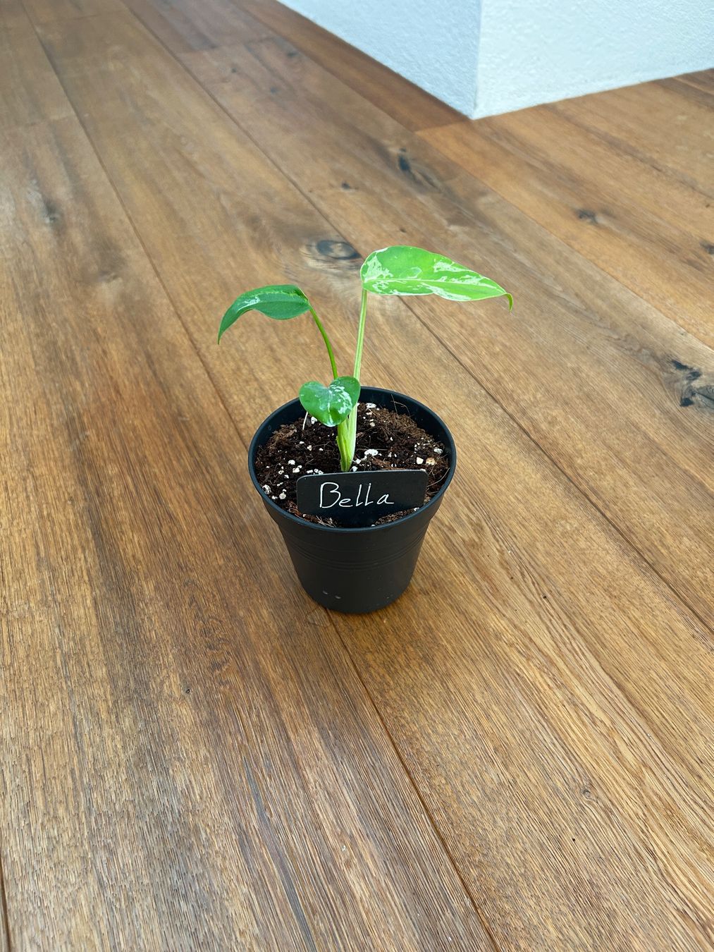 Piante & sementi: Monstera Bulbasur💚 – Nuovo e nell'imballaggio originale da Wattwil venduto da Mikesplantshop 1