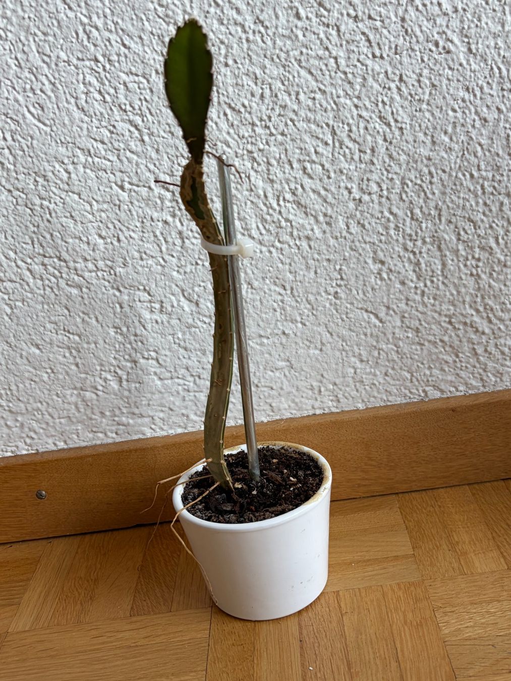 Piante & sementi: Drachenfrucht-Pflanzen, (rotfleischige Drachenfrucht) – Usato da Boll venduto da NRie