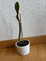 Drachenfrucht-Pflanzen, (rotfleischige Drachenfrucht)
