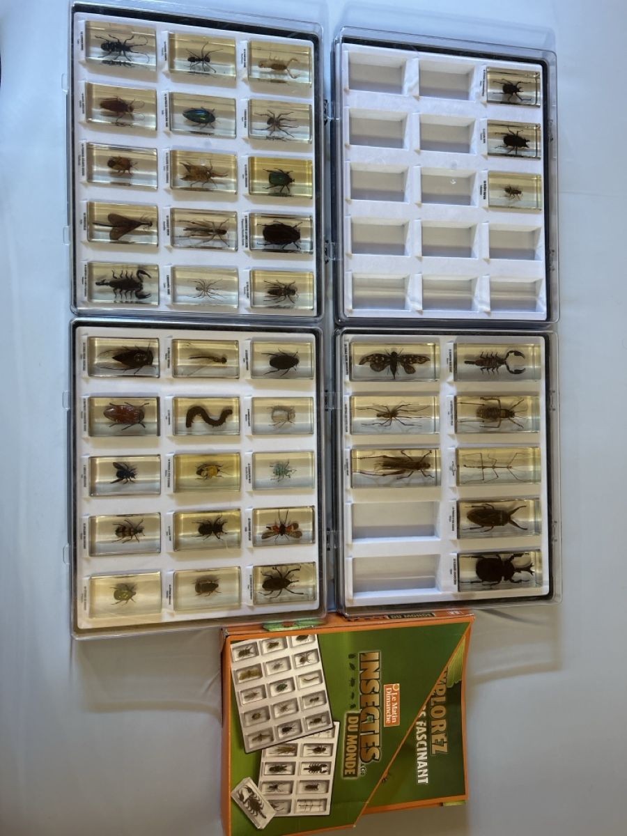 Bastelsets: Collection Insectes du Monde – Gebraucht aus Vétroz von sam_hx5l