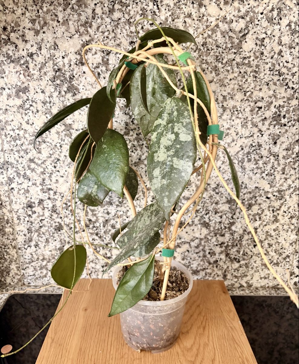 Piante & sementi: Hoya Caudata – Usato da Kaiseraugst venduto da dka_b97z 2